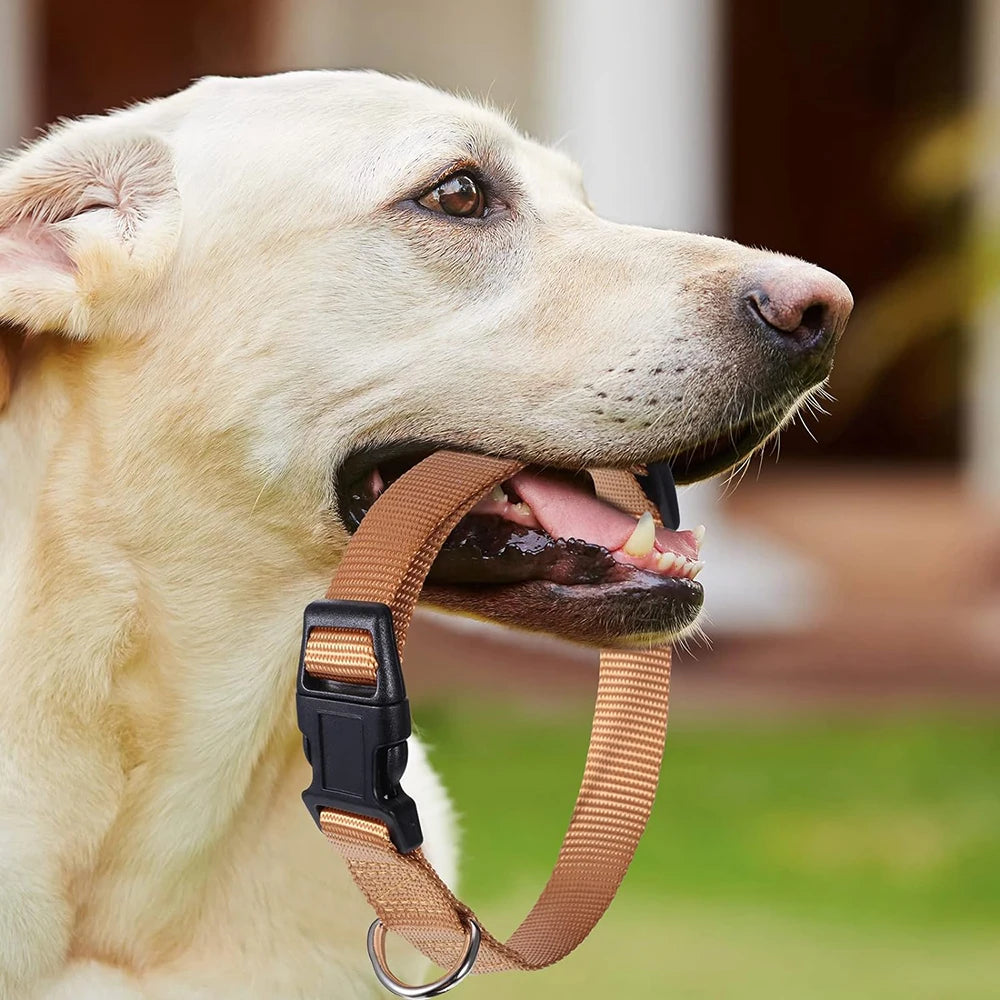 Adjustable Nylon Dog Collar for Small & Large Dogs – Durable & Safe